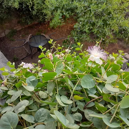 Pensjonat And By The Sea Lumbarda, Korcula - 14647 Lumbarda